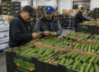 Fresh Persian cucumbers prepared for wholesale distribution with extended shelf life