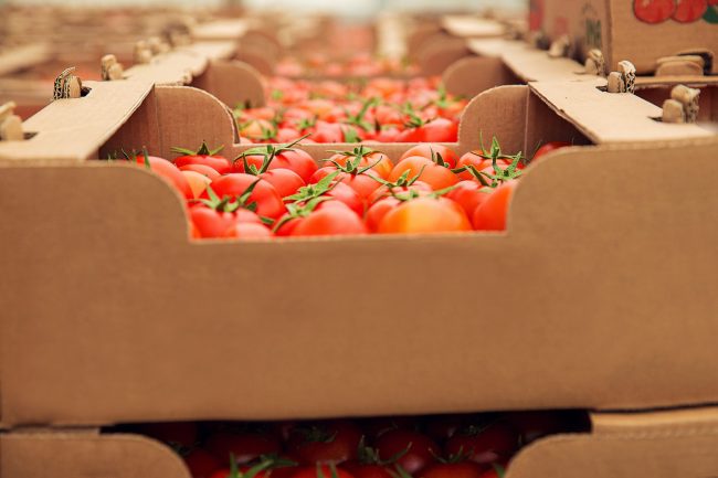 Tomatoes packed in cardboard box illustrates blog "What Does a Produce Wholesaler Do?"