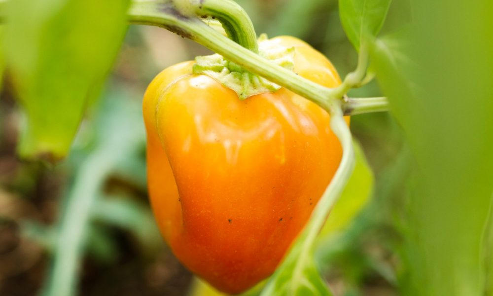 Img_Produce_habanero-01