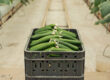 Premium Persian cucumbers from California farms at CRJ Produce