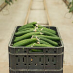 Premium Persian cucumbers from California farms at CRJ Produce