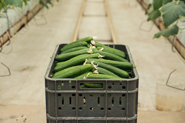 Premium Persian cucumbers from California farms at CRJ Produce