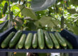 Fresh Persian cucumbers prepared for export from a California distributor