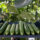 Fresh Persian cucumbers prepared for export from a California distributor