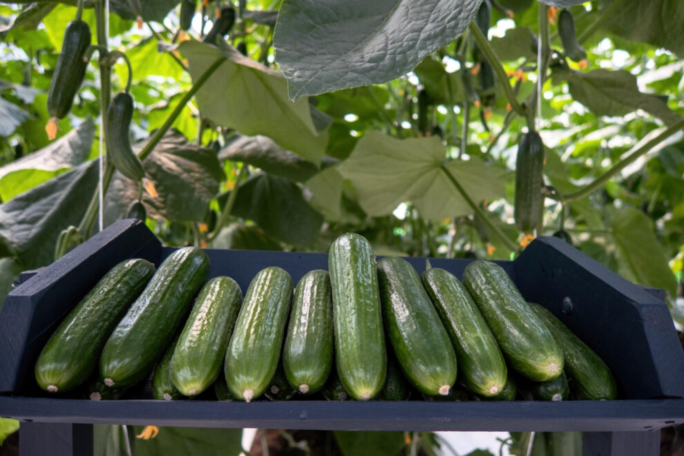 Fresh Persian cucumbers prepared for export from a California distributor