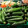 Fresh Persian cucumbers in California market