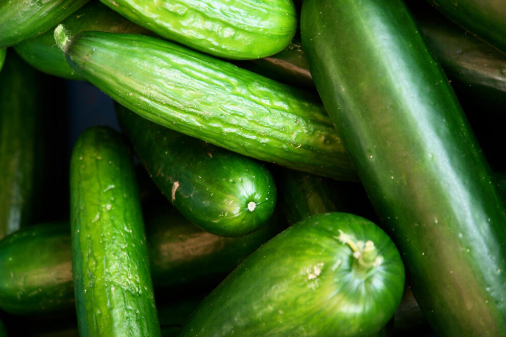 Fresh Persian cucumbers harvested in California by CRJ Produce