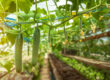 Seasonal produce planning for buyers sourcing fresh cucumbers in California