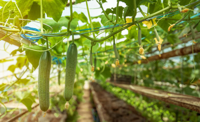 Seasonal produce planning for buyers sourcing fresh cucumbers in California