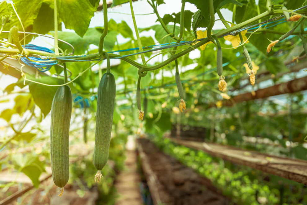 Seasonal produce planning for buyers sourcing fresh cucumbers in California