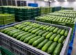 Persian cucumber shelf life improved through proper handling and storage