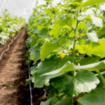 cucumber water efficiency using drip irrigation in sustainable farming