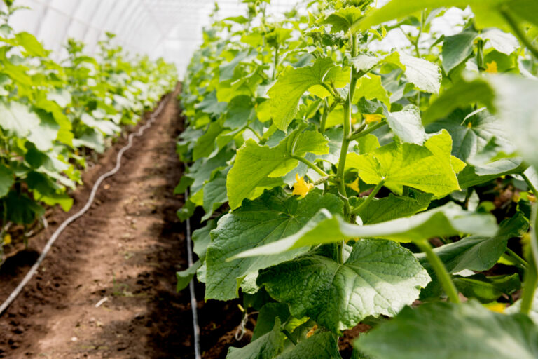 cucumber water efficiency using drip irrigation in sustainable farming