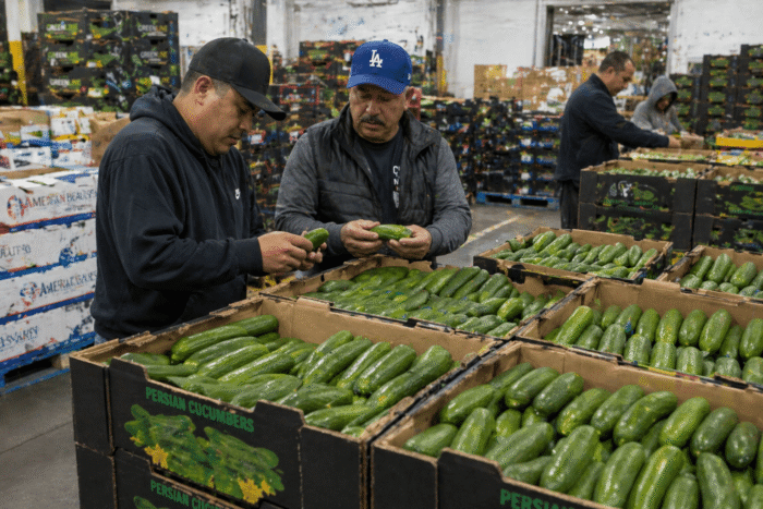 Fresh Persian cucumbers prepared for wholesale distribution with extended shelf life