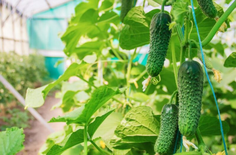 Img_Produce_Pickles-01-1000x600