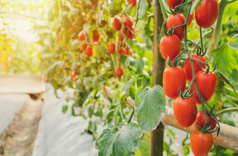 Img_Produce_tomato-01-1000x600