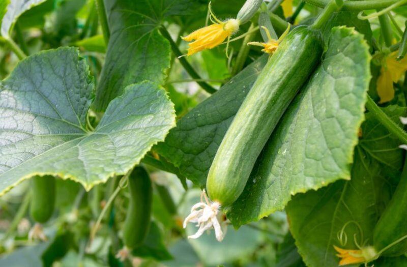 persiancucumber-1000x600