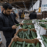 Wholesale buyer inspecting fresh Persian cucumbers at a produce market