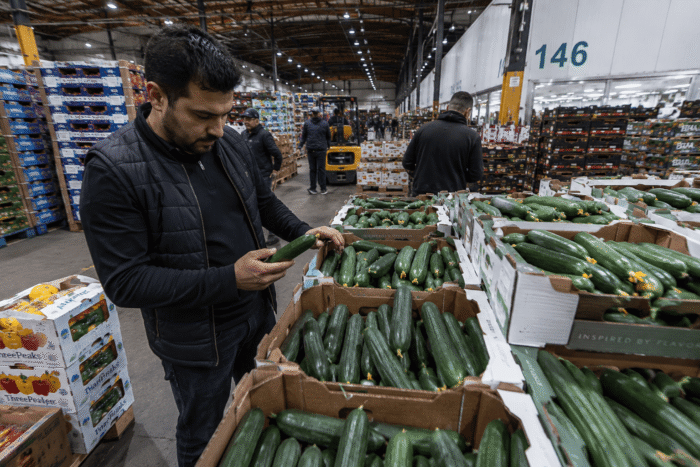 Wholesale buyer inspecting fresh Persian cucumbers at a produce market