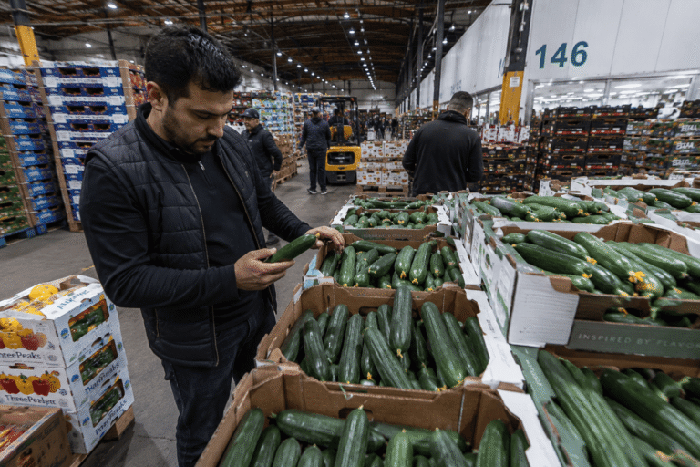 Wholesale buyer inspecting fresh Persian cucumbers at a produce market