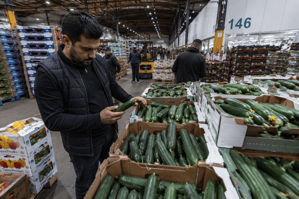 Wholesale buyer inspecting fresh Persian cucumbers at a produce market