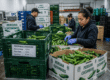 Workers handling bulk Persian cucumbers to maintain freshness and quality
