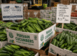 Fresh Persian cucumbers displayed as a staple item in a produce program
