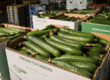 Fresh Persian cucumbers displayed in a produce market