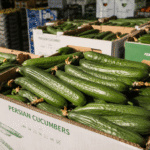 Fresh Persian cucumbers displayed in a produce market