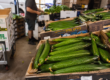 Fresh Persian cucumbers displayed in a produce market