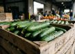 Persian cucumber freshness displayed through firm, vibrant green cucumbers arranged in a produce crate
